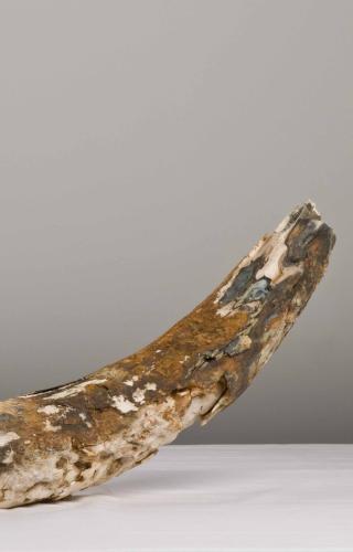 Elephant tusk